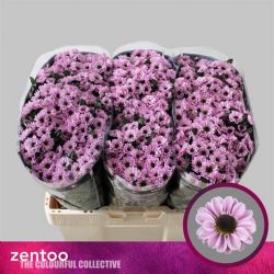  İthal Chrysanthemum S Yin Yang Pink (Santini-25 dal-55cm)