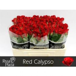  İthal Gül Red Calypso (Ufak Kafalı -20 dal-60cm)