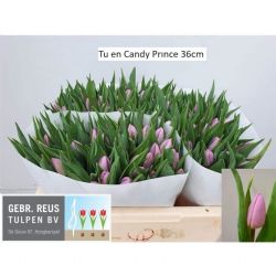  İthal Tulipa Candy Prince (Lale-10 dal-36 cm)
