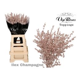  İlex Champagne (10 dal-70 cm)