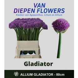  İthal Allium Gladiator (10 dal-80 cm)