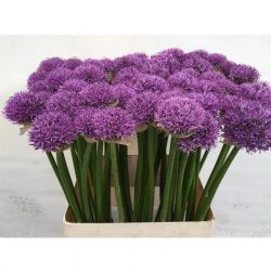  İthal Allium Gladiator (10 dal-80 cm)