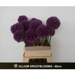 İthal Allium Grootbloemig (10 dal-80 cm)