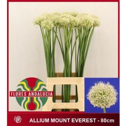  İthal Allium Mount Everest (10 dal-90 cm)