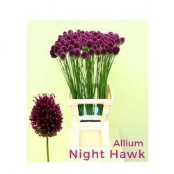  İthal Allium Nighthawk (10 dal-80 cm)