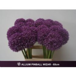  İthal Allium Pinball Wizar (10 dal-60 cm)