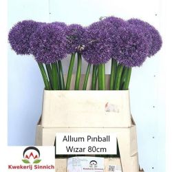  İthal Allium Pinball Wizar (10 dal-80 cm)