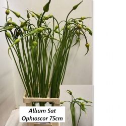  İthal Allium Sat Ophıoscor (10 dal-70 cm)