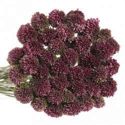  İthal Allium Sphaerocephal (10dal-75cm)