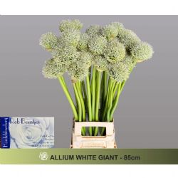  İthal Allium White Giant (10 dal-90 cm)
