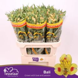  İthal Alstroemeria Bali (75cm-10dal)