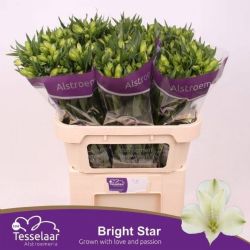 İthal Alstroemeria Bright Star (10dal-75cm)