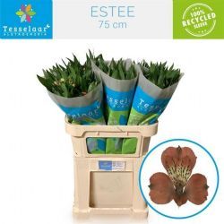  İthal Alstroemeria Estee (10dal-75cm)