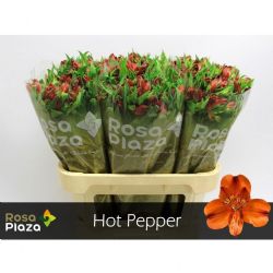  İthal Alstroemeria Hot Pepper (10dal-75cm)