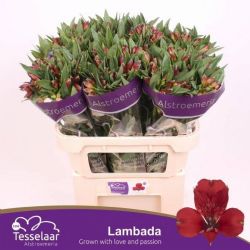  İthal Alstroemeria Lambada (75cm-10dal)