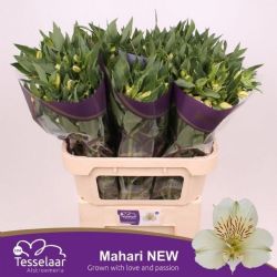  İthal Alstroemeria Mahari (10dal-75cm)
