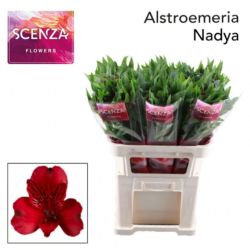  İthal Alstroemeria Nadya (10dal-75cm)