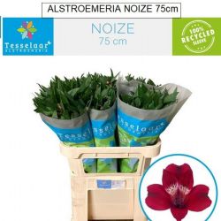  İthal Alstroemeria Noize (75cm-10dal)