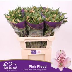  İthal Alstroemeria Pink Floyd (10dal-75cm)