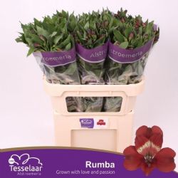  İthal Alstroemeria Rumba (10dal-75cm)