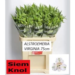  İthal Alstroemeria Virginia (10dal-75cm)
