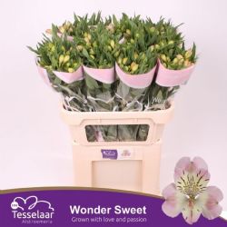  İthal Alstroemeria Wonders Sweet (75cm-10dal)
