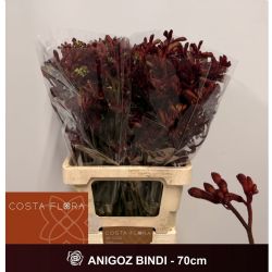  İthal Anigozanthos Bındı (10dal-70 cm)
