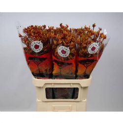  İthal Anigozanthos Gold Fever (10dal-80 cm)