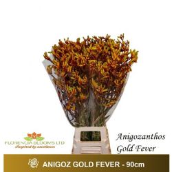  İthal Anigozanthos Gold Fever (10dal-90 cm)