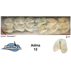  İthal Anthurium A Adina (12 Dal-60cm)
