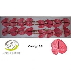  İthal Anthurium A Candy (16Dal)