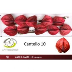  İthal Anthurium A Cantello (10 Dal)