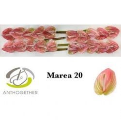  İthal Anthurium A Marea (20Dal)