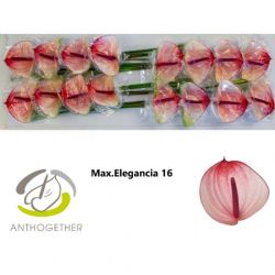  İthal Anthurium A Maxima Elegance (16Dal)