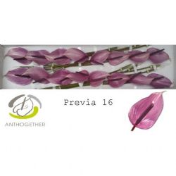  İthal Anthurium A Previa (16Dal)