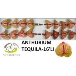  İthal Anthurium A Tequila (16Dal)