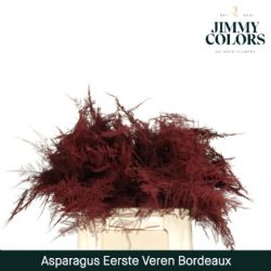  İthal Asparagus Bordeaux (1 Bağ-50dal)