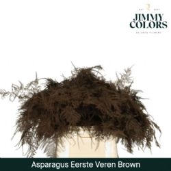  İthal Asparagus Brown (1 Bağ-50dal)