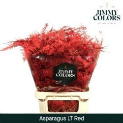  İthal Asparagus Long Red 80cm (1 Bağ-50dal)