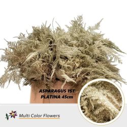  İthal Asparagus Platina 45cm (1 Bağ-50dal)