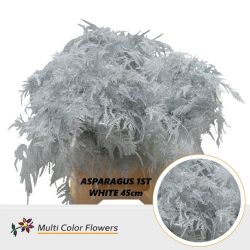  İthal Asparagus White 45cm (1 Bağ-50dal)