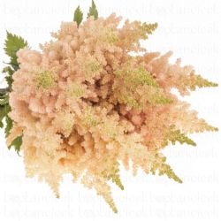  İthal Astilbe CH VI Inferno (10dal-60cm)