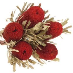  İthal Banksia Spec Red (5 dal)