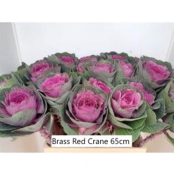  İthal Brassica Red Crane (5dal-65cm)