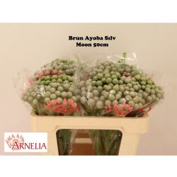  İthal Brunia Ayoba Silver Moon (10 dal-40cm)
