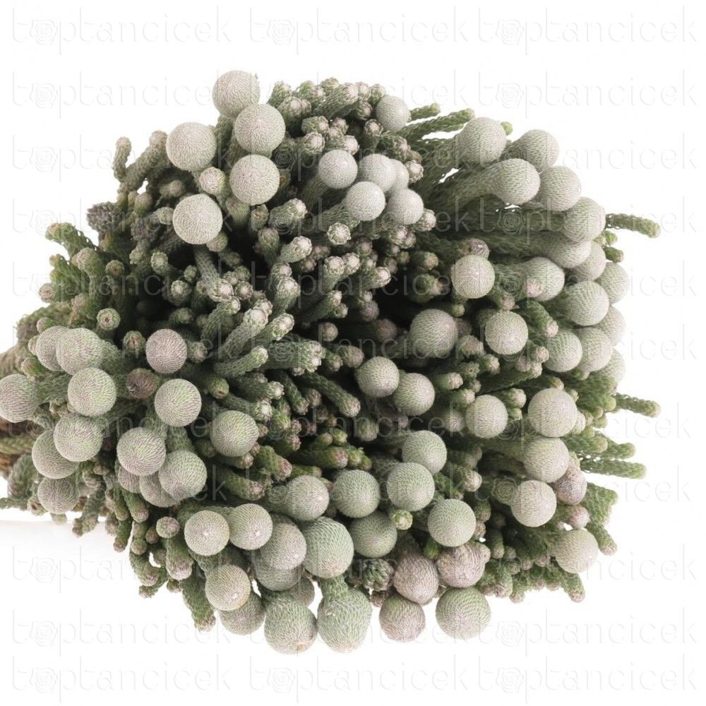 İthal Garnitür ve Yeşillikler |  İthal Brunia Laevis (10 Dal-40 cm) | 