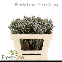  İthal Brunia Laevis (10dal-50cm)