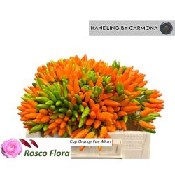 İthal Capsıcum Orange Fıre 40cm (10 dal)