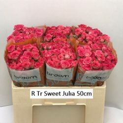  İthal Çardak 50 cm Sweet Julia (10dal)