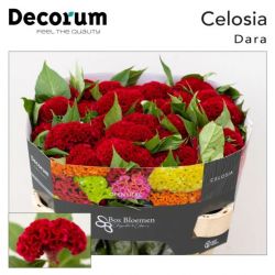  İthal Celosia C Act Dara (5 dal-75cm)